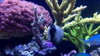 Turbo snail feeding my SPS corals [upl. by Groeg]