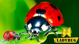 Ladybug Insect  Amazing Lives of Ladybugs Revealed [upl. by Prosper]