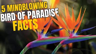 5 MindBlowing Bird of Paradise Plant Facts  Orange amp Blue birdofparadiseplant tropicalplants [upl. by Mateo]