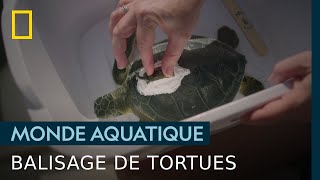 Pourquoi poseton des balises sur ces tortues de mer [upl. by Retha]