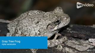 Gray Tree Frog [upl. by Sidonnie78]