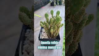 Opuntia rufida minima monstrose opuntia cactus subscribe [upl. by Murvyn]