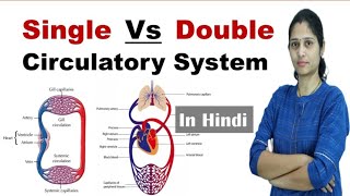 Difference between Single and Double Circulatory System  NEET  In Hindi  Science Explored [upl. by Olsen789]