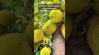 MANFAAT DAN KHASIAT BUAH NANGKA manfaatkhasiatbuahnangka buahnangka buah nangka buahbuahan [upl. by Abert]