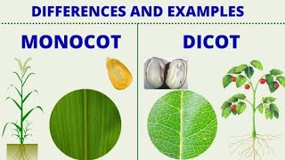 एक बीजपत्री और द्विबीजपत्री पौधों में अंतर Difference between monocotyledons and Dicotyledons [upl. by Sindee]