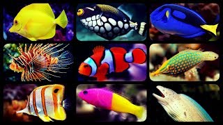 TYPES OF SALTWATER AQUARIUM FISH  CORAL REEF TANK FISH  SHARKS  PUFFERS  CLOWNFISH [upl. by Libna]