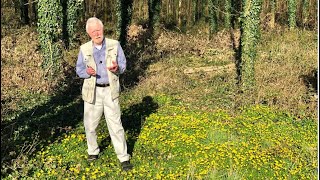 Lesser Celandine with John Feehan in spring part of the Wildflowers of Offaly series [upl. by Uohk]