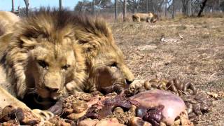 Antelope Park Big boys feeding [upl. by Pitt]