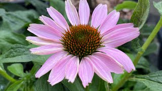 Coneflower from seed to first bloom  In 3 months [upl. by Nocaed998]