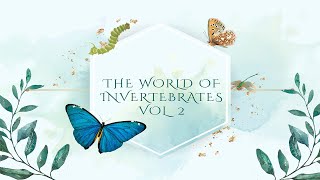 The world of INVERTEBRATES vol II  Vela Productions [upl. by Searby394]