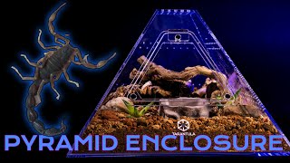 Venomous Giant Death Stalker Scorpion gets New Pyramid Shaped Enclosure  Pyramid Terrarium Build [upl. by Ayna324]