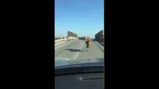 Cavallo che corre per strada  video divertente  Un poni che corre per le strade [upl. by Tunk]