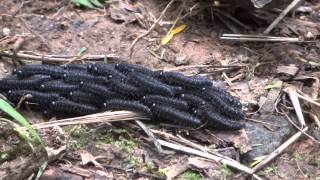 Bicho da chuva  Bichomataporco  Larvas agrupadas se deslocando  cobreiro  Perreyia flavipes [upl. by Rutherfurd]