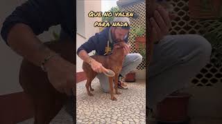 🔵Higiene canina  El cepillado y baño perros [upl. by Conias]