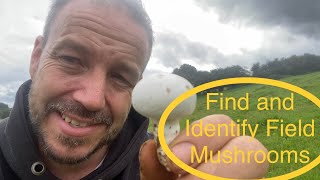 How to find and Identify Field mushrooms agaricus campestris [upl. by Laehcar]