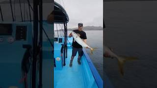 Yellowtail Release Cedros Island [upl. by Ahsekyt376]