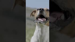 Decode Your Dogs Tail Language in 60 Seconds [upl. by Rhys648]