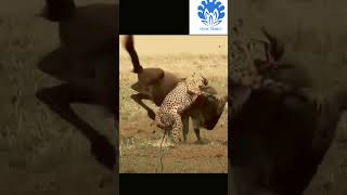 Wildebeest fight back leopards  💥💥 Wonderful Animal Kingdom 5 💥💥 short trending shorts [upl. by Grane]