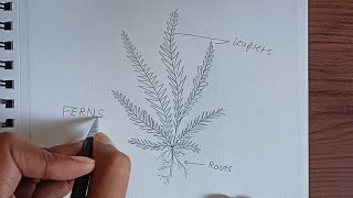 Ferns Diagram plants of the pteridophyta division ferns labelled diagram class9thdiagrams [upl. by Cheadle]