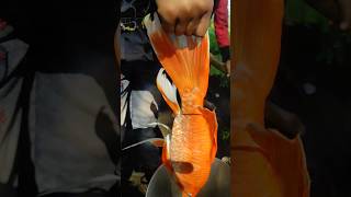 Golden fish🐠🐋🐟 fish goldfish aquarium amazingfacts amazing fishing pets fishaquarium trend [upl. by Alamaj]