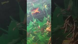 swim bladder disease on bloon platy platy molly guppy [upl. by Navoj]