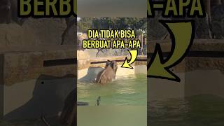 Gajah Ini Mengejutkan Semua Orang [upl. by Ecyar]