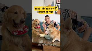 🐕Tobo और Tommy का जघडा  mini wood toy  woodworking art skill  hand crafts shorts pets [upl. by Sanoj]