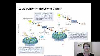 BIOL 1406 Chapter 8 Part 2 [upl. by Golub427]