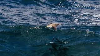 Shearwaters in Flight on the Flock to Marion 2022 Mouse Free Marion Poject Birdlife South Africa [upl. by Etienne471]