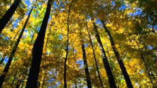 EVA CASSIDY  AUTUMN LEAVES Lyrics [upl. by Barta]