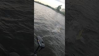 Muskies are maddening musky muskyfishing fishing [upl. by Romine]