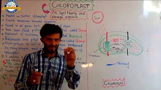 Chloroplast  As light trapping and storage organelle [upl. by Nnaed]