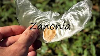 How to Pronounce Zanonia [upl. by Ranzini]