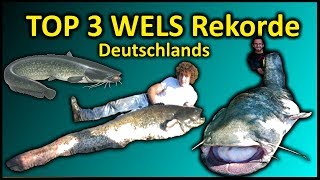 Top 3 Rekord WELS Deutschlands  258 Meter WELS [upl. by Dorehs]