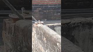 Birds bathing in water bowl shorts short shortvideo shortsvideo shortsfeed birds shortvideos [upl. by Quennie]