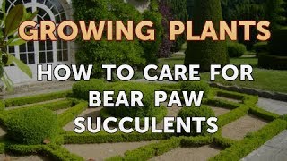 How to Care for Bear Paw Succulents [upl. by Anecusa]