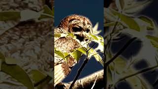 Weird Bird Sound  Mottled Wood Owl [upl. by Mclyman]