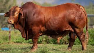 Droughtmaster National Sale 2024  Lot 80  Garthowen Exit Man 3 [upl. by Aksoyn]