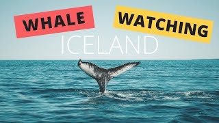 Iceland Tour Whale Watching in Husavik with Gentle Giants [upl. by Urban]