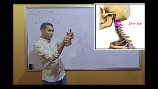 General Anatomy lecture 4  Locomotor system Joints and muscles [upl. by Tonkin]