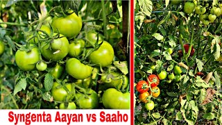 syngenta Aayan vs syngenta Saaho  Praveen Thakur [upl. by Ezeerb]