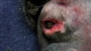 Top five Parasite Removals Botfly [upl. by Novak932]