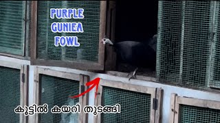 അങ്ങനെ കാട്ടുകോഴികൾ കൂട്ടിൽ കയറി തുടങ്ങി 💥Purple Guniea Fowl  Poultry Farming  Farming [upl. by Isleana]