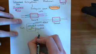 The CRISPRCas9 System Part 3 [upl. by Halueb]