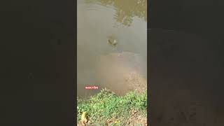 Hole in water amazing harharmahadey mahakal trending shorts viral video [upl. by Ahsiekat696]