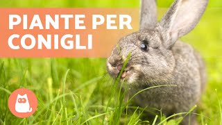 Piante COMMESTIBILI per CONIGLI🐰🌿 Radici Steli foglie ed Erbe selvatiche [upl. by Htebilil]