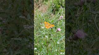 Kaisermantel Argynnis paphia [upl. by Wiebmer]