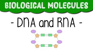 A Level Biology quotDNA and RNAquot [upl. by Adnalay]