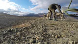 Polardogs Svalbard Sled Dog Cart Training [upl. by Nonez96]