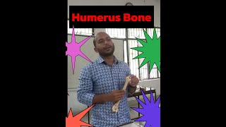 Humerus Bone Anatomy Class  Upper limb Bone  Humerus viva Class [upl. by Bezanson]